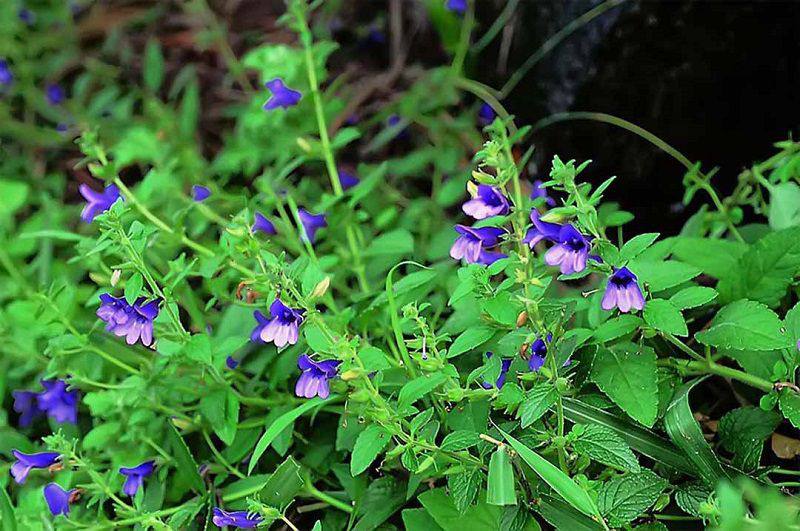 Cây nhân trần nam mọc ở Bắc bộ