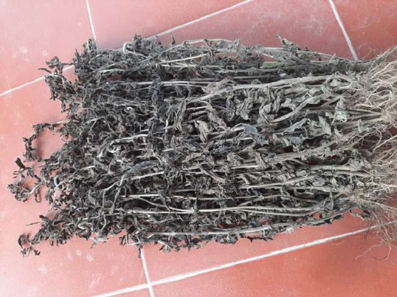 Sau khi phơi khô thì bó lại thành từng bó và cất ở nơi thoáng mát