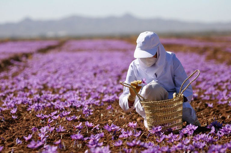 Saffron được nuôi trồng thủ công chuẩn hữu cơ trên quy mô lớn