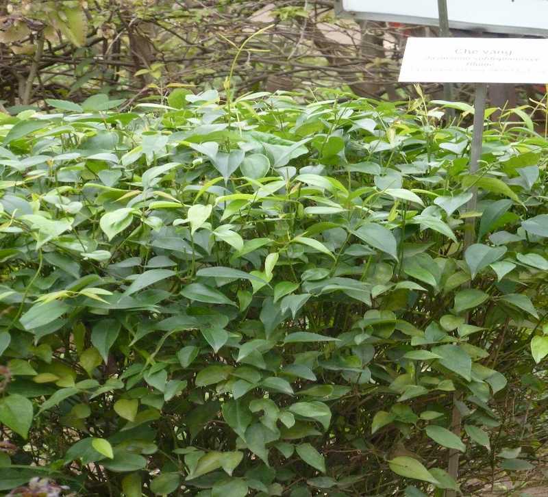 Hình ảnh cây chè vằng trâu