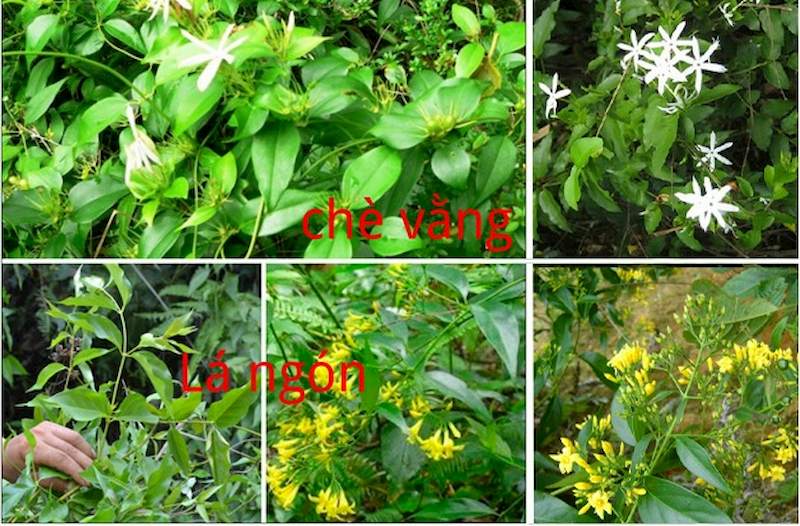 Cần phân biệt cây chè vằng và lá ngón để tránh sử dụng sai gây nguy hiểm tính mạng