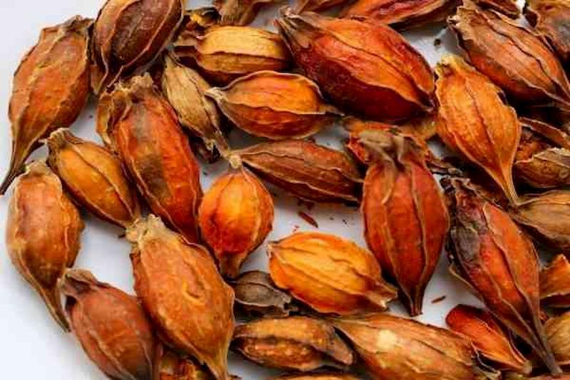 Dược liệu chi tử có tác dụng hỗ trợ điều trị viêm gan cấp rất tốt
