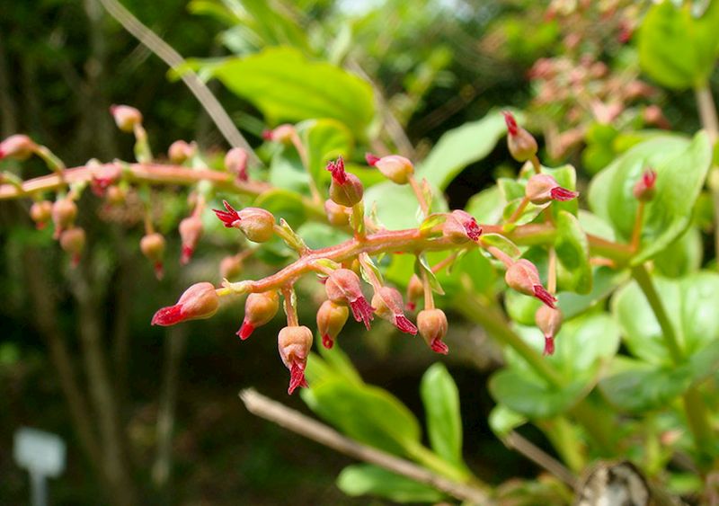 Dược liệu Tang ký sinh