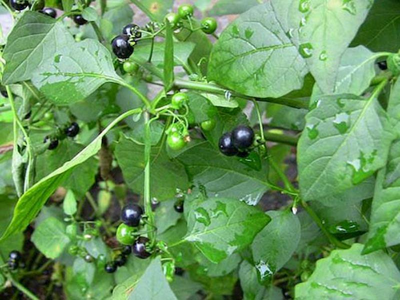 Cây lu lu đực có quả nhỏ màu đen, khi vò có mùi hôi