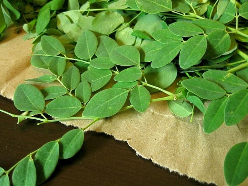 Tất cả các bộ phận của cây chùm ngây đều được dùng làm thuốc chữa bệnh