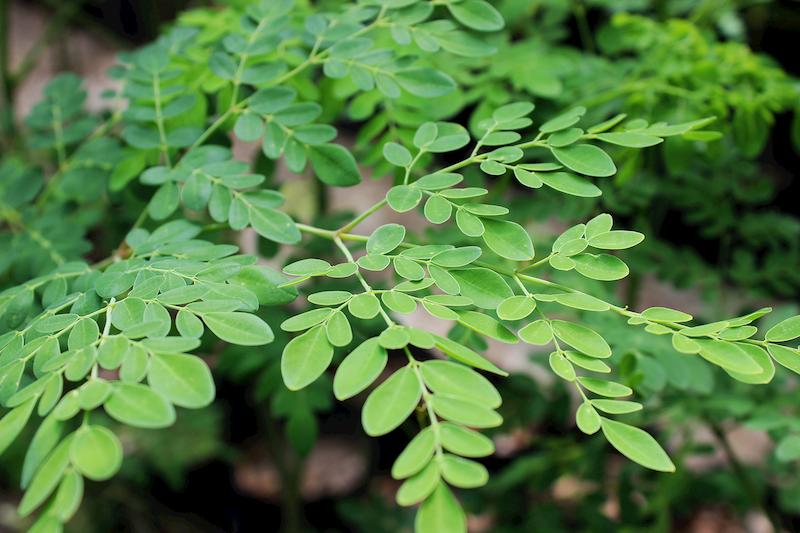 Sử dụng nước sắc dược liệu thường xuyên có tác dụng hạ đường huyết rất tốt
