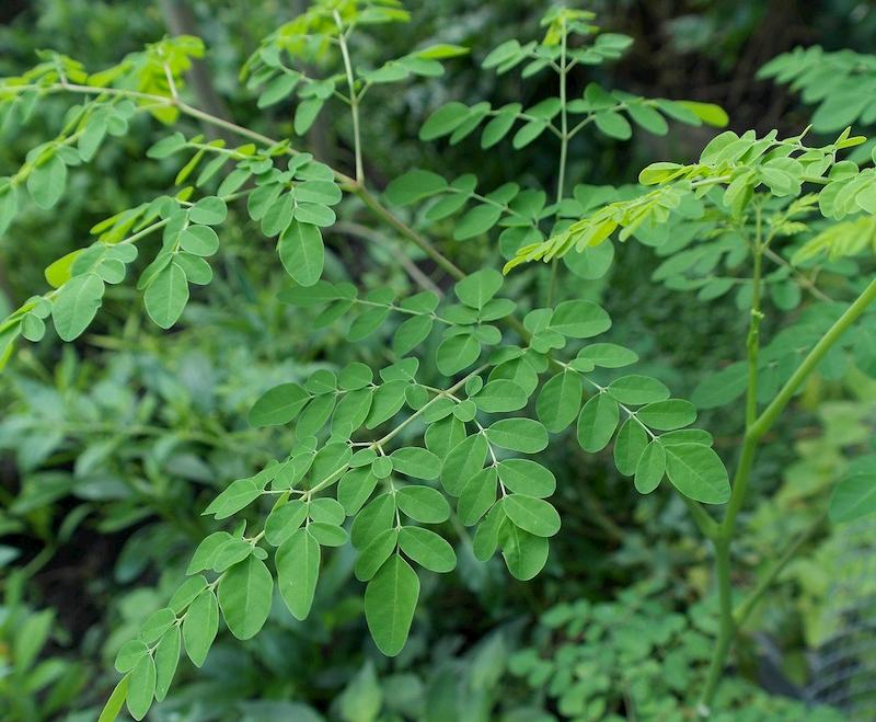 Cây dược liệu trùm ngây