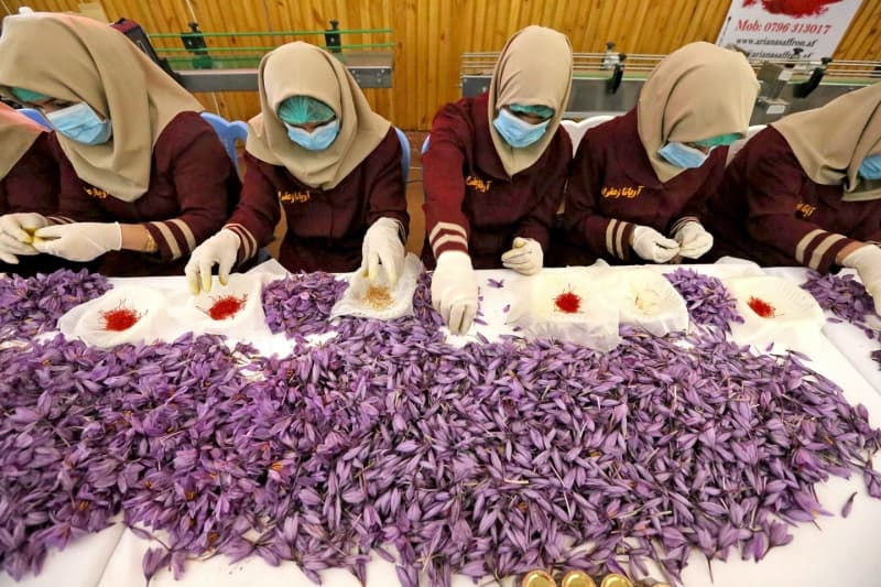 Quá trình phân loại saffron rất tỉ mỉ, cần nhiều nhân công kéo theo chi phí đội lên