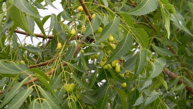 Sử dụng mặt nạ lá cây có thể trị thâm nám và dưỡng da trắng sáng tự nhiên