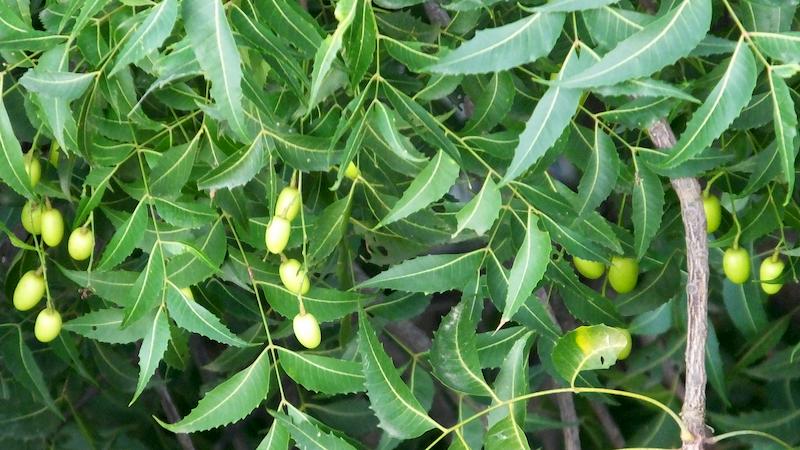 Trong lá neem Ấn Độ có chứa các hợp chất quý giúp điều trị bệnh tiểu gan và bảo vệ sức khỏe gan