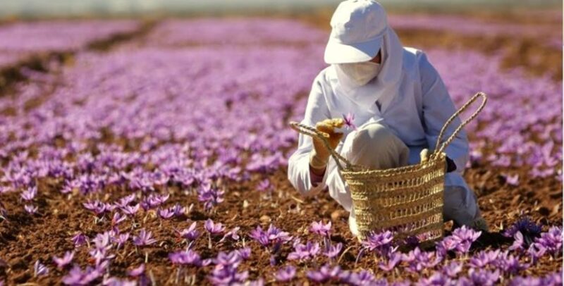 Cách thức trồng trọt ảnh hưởng đến giá thành sản phẩm