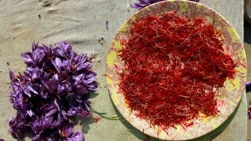 Theo review nhụy hoa nghệ tây, cách phân loại saffron phụ thuộc vào nguồn gốc, độ dài nhụy và phương thức canh tác