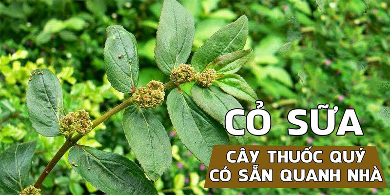 Loại lá lớn chữa ho hen