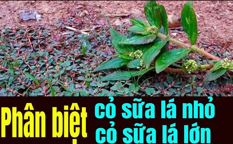 Có 2 loại cỏ sữa là loại lá nhỏ và lá lớn