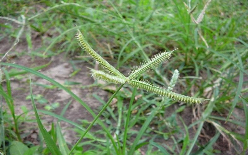 Thông tin chung về cỏ chân vịt