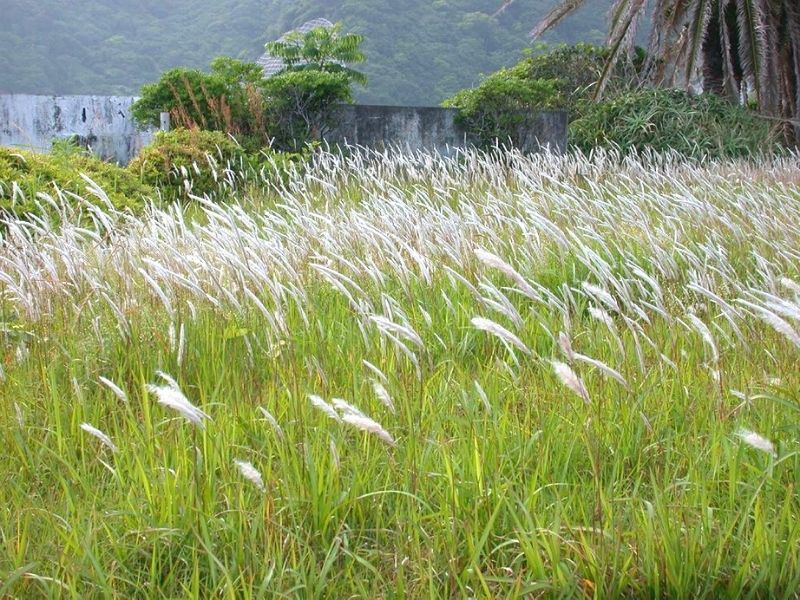 Cây cỏ tranh mọc dại ở nhiều vùng quê từ Bắc chí Nam