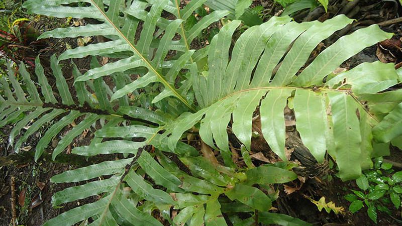 Hình ảnh cây cốt toái bổ mọc ở hốc đá, mảng rêu ẩm ướt