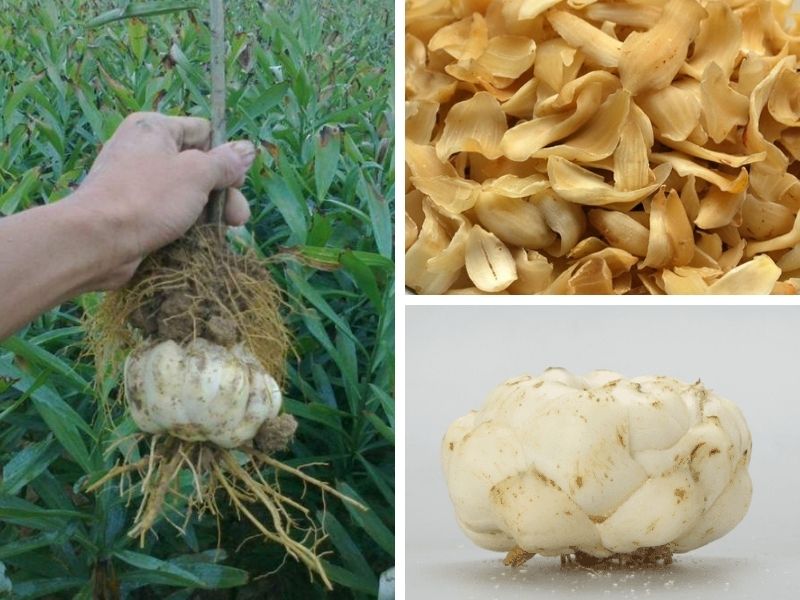 Củ hoa bách hợp được bán nhiều trên thị trường hiện nay