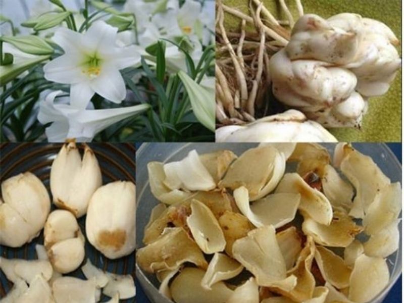 Dược liệu có nhiều tác dụng theo cả Đông y và Tây y