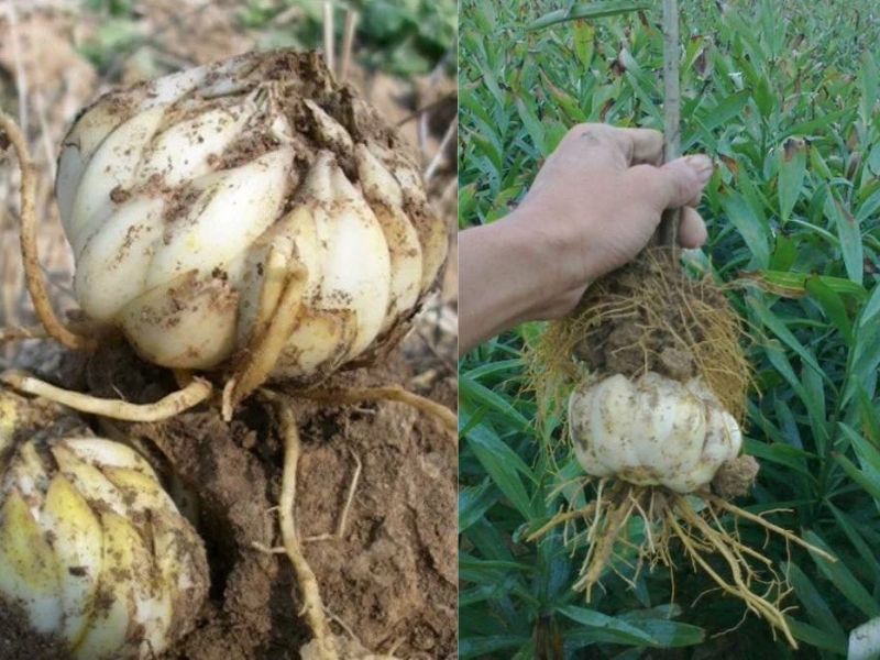 Củ bách hợp tác dụng trị ho, nhuận phổi