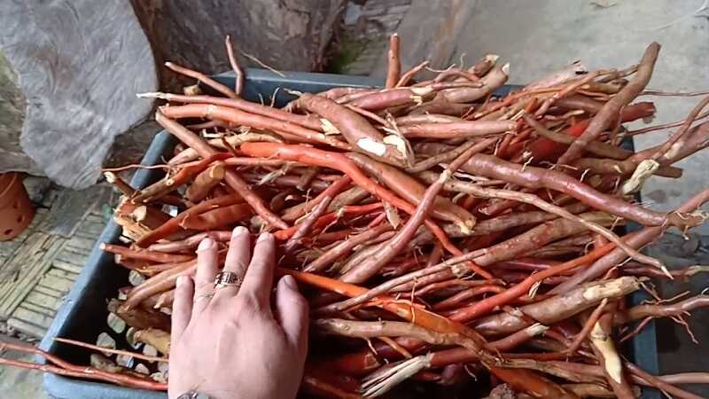 Phụ nữ có thai không nên dùng tiên mao
