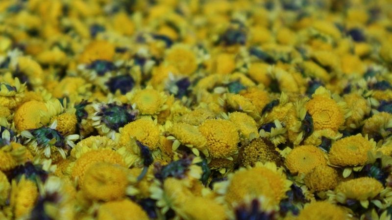 Tìm hiểu về cúc hoa