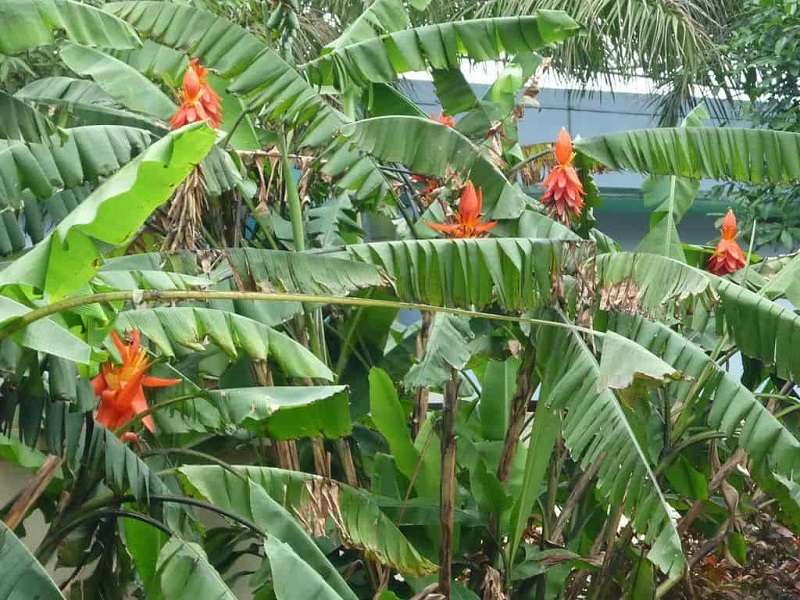Cây chuối hột rừng có chiều cao khoảng 3 - 4m.