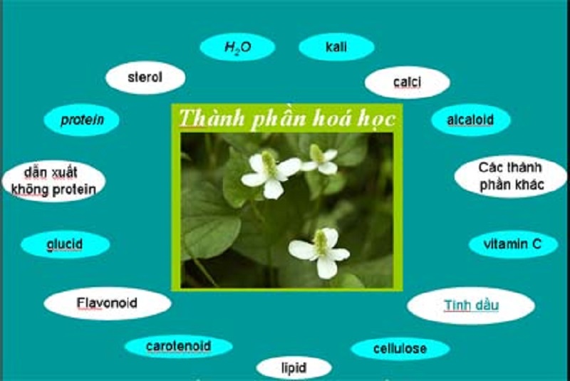 Các thành phần có trong rau diếp cá