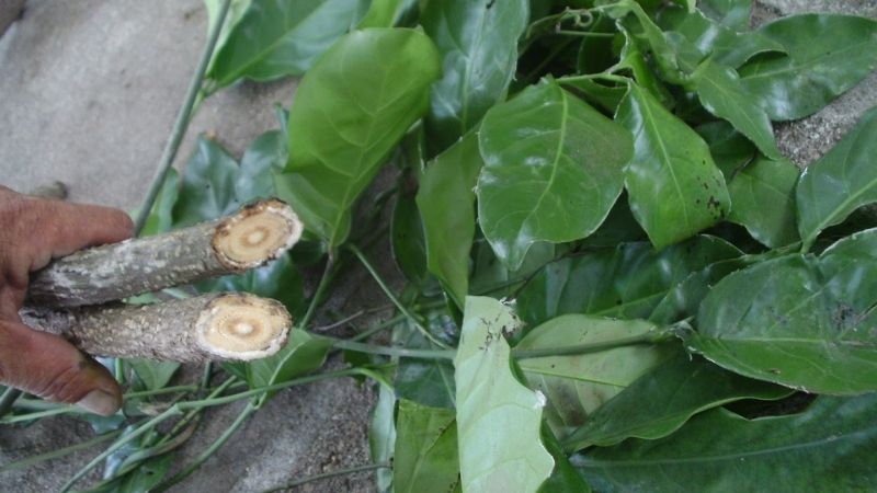 Vị thuốc có khả năng chữa nhiều bệnh lý liên quan tới xương khớp