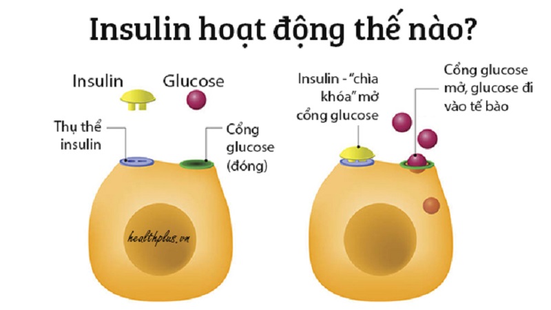 Insulin là loại hormone quan trọng được tiết ra từ tuyến tụy