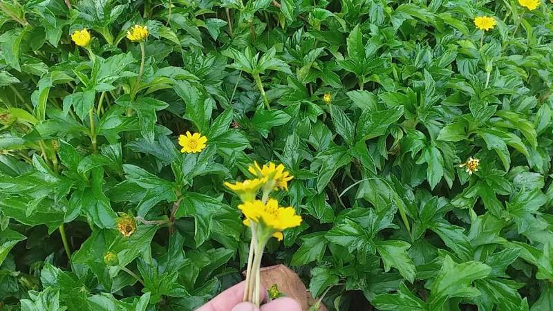 Bạn nên tham khảo của bác sĩ trước khi sử dụng loại dược liệu sài đất