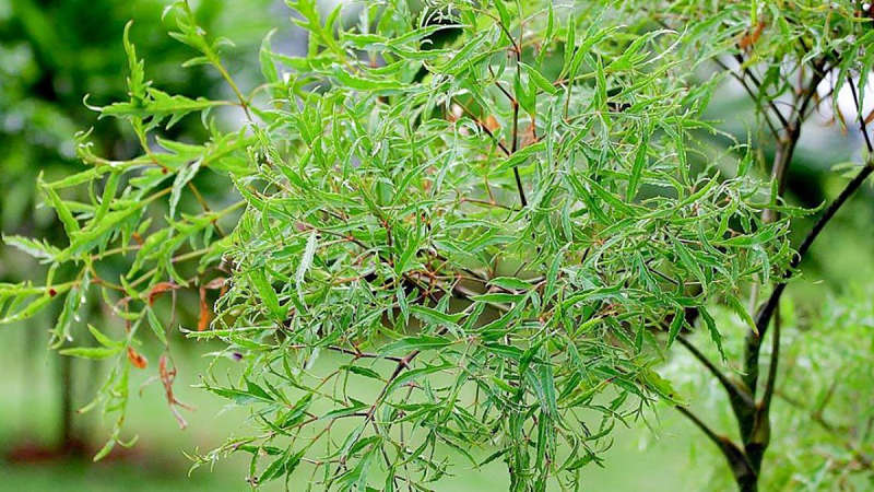 Đinh lăng nếp là loại dược liệu quý