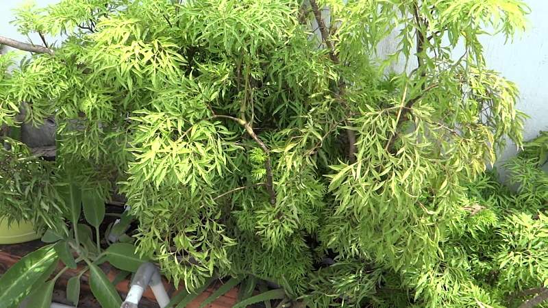 Cây có mặt trong nhiều bài thuốc Đông y chữa bệnh
