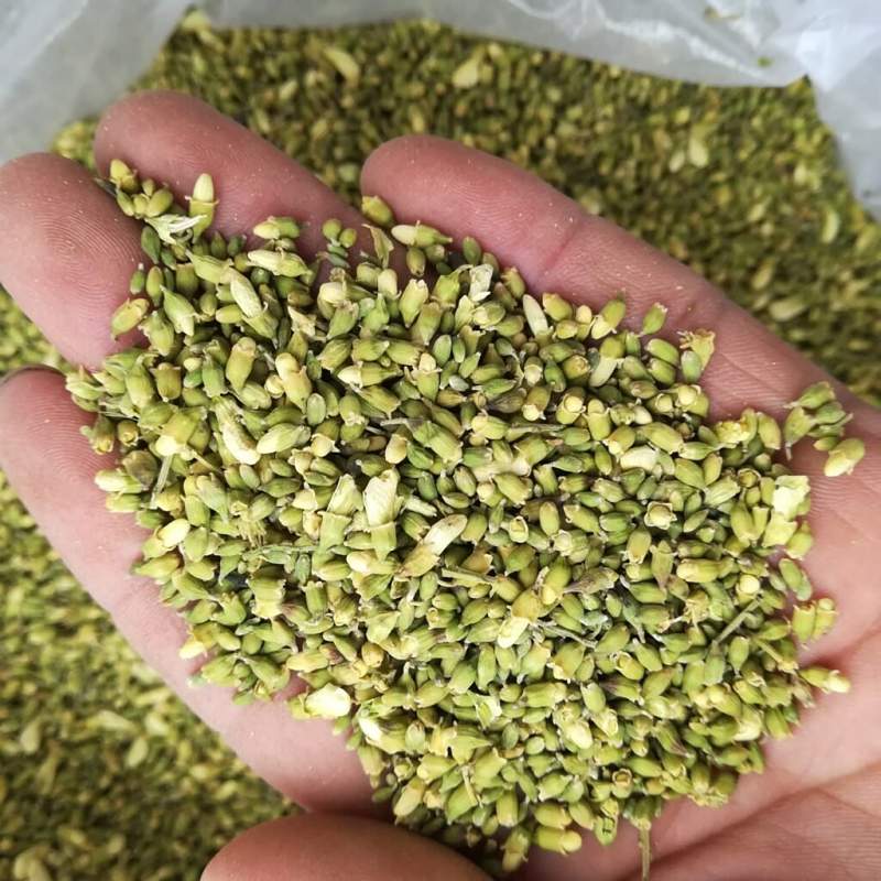 Hoa hòe có công dụng hỗ trợ điều trị bệnh sốt xuất huyết