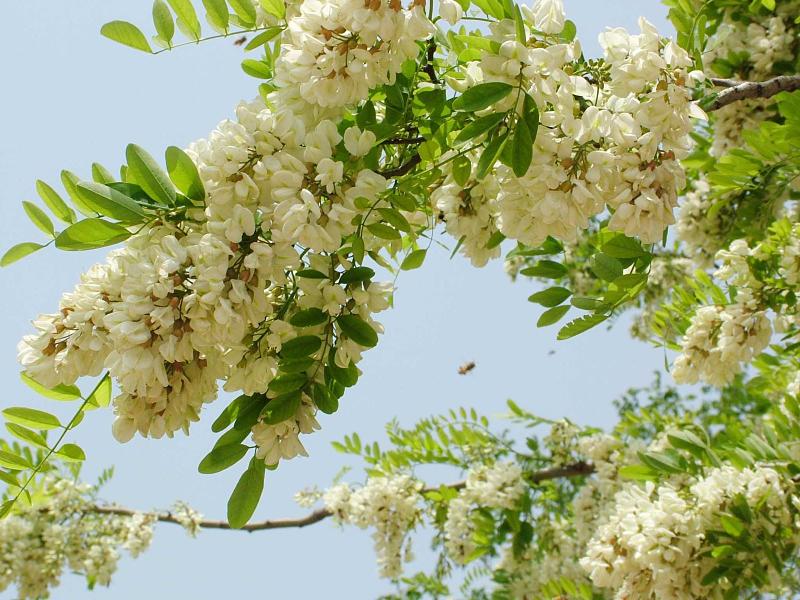 Bạn nên chọn mua dược liệu ở những địa chỉ uy tín