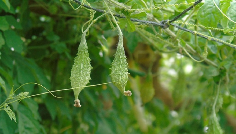 Khổ qua rừng còn có tên gọi khác là quả mướp đắng