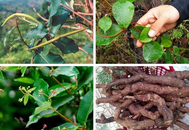 Hình ảnh cây hà thủ ô trắng trong tự nhiên