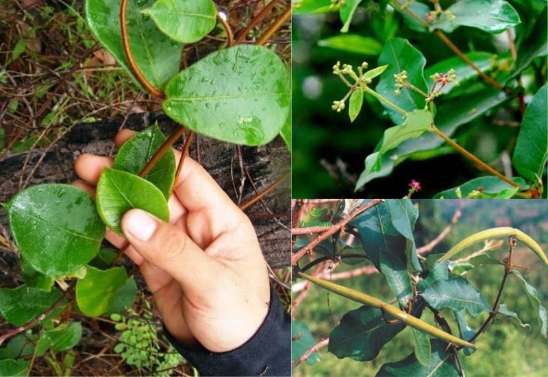 Dược liệu bán rất nhiều ngoài thị trường