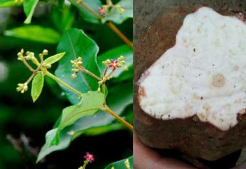 Loại cây này rất dễ nhận biết và nhìn thấy trong tự nhiên