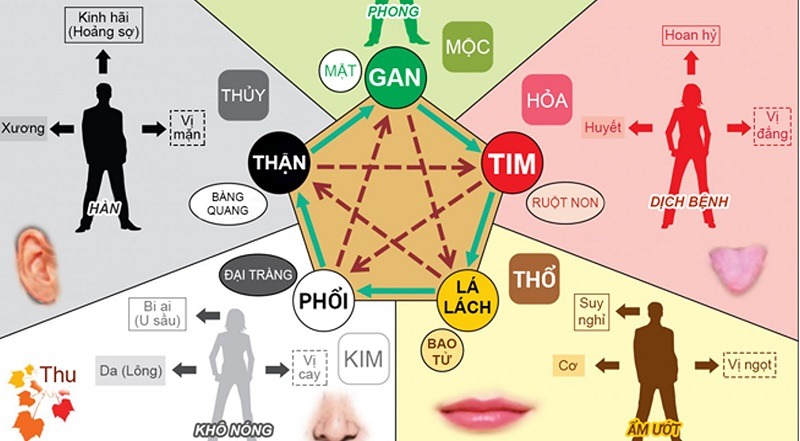 Học thuyết ngũ hành được ứng dụng nhiều trong y học