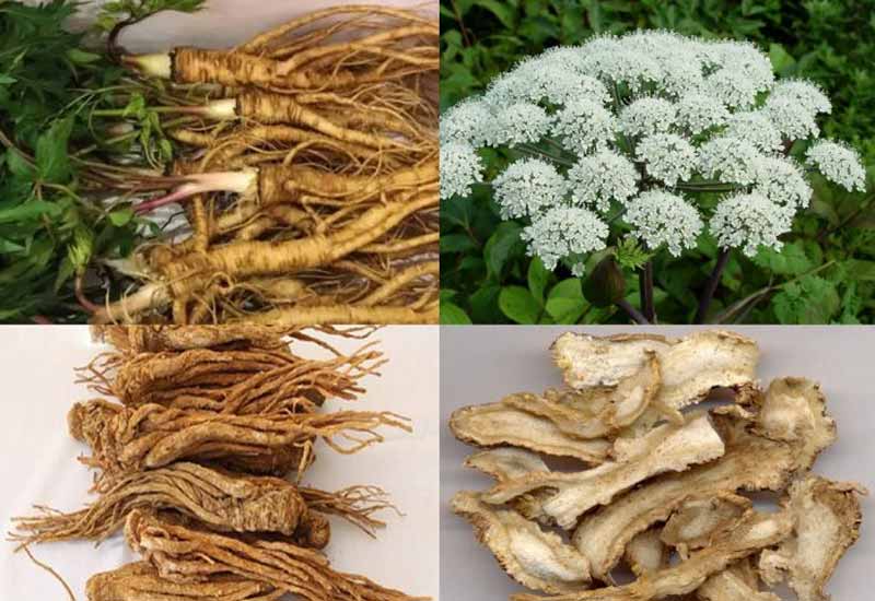 Hình ảnh vị thuốc đương quy
