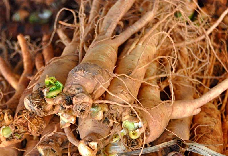 Sâm quy sau khi thu hoạch