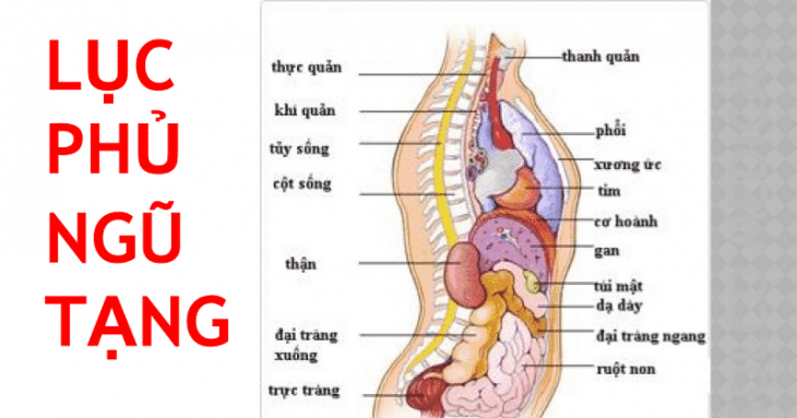 Lục phủ ngũ tạng là thuật ngữ dùng để ám chỉ những cơ quan bên trong cơ thể con người