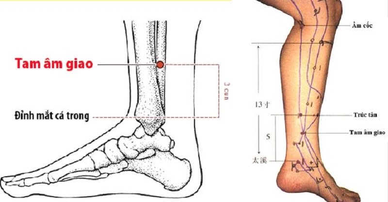 Huyệt tam âm giao là một huyệt đạo quan trọng và phổ biến với phương pháp châm cứu