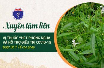 Xuyên tâm liên - Vị thuốc được dùng trong điều trị SARS-CoV-2