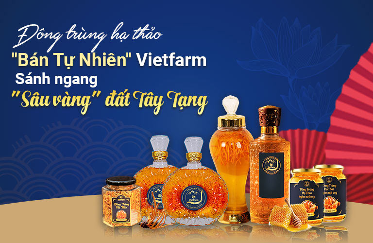 Đông trùng hạ thảo bán tự nhiên Vietfarm - Bước tiến đột phá kiến tạo trùng thảo sánh ngang "sâu vàng" đất Tây Tạng 