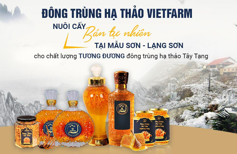 Đông trùng hạ thảo Vietfarm được sinh trưởng tự nhiên tại đỉnh núi Mẫu Sơn - Lạng Sơn