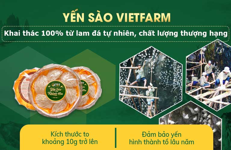 Yến sào Vietfarm tự nhiên khai thác 100% từ các lam đá