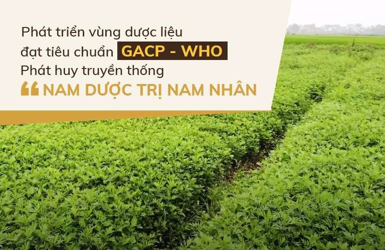 Vườn dược liệu do chính nhà thuốc Đỗ Minh Đường phát triển