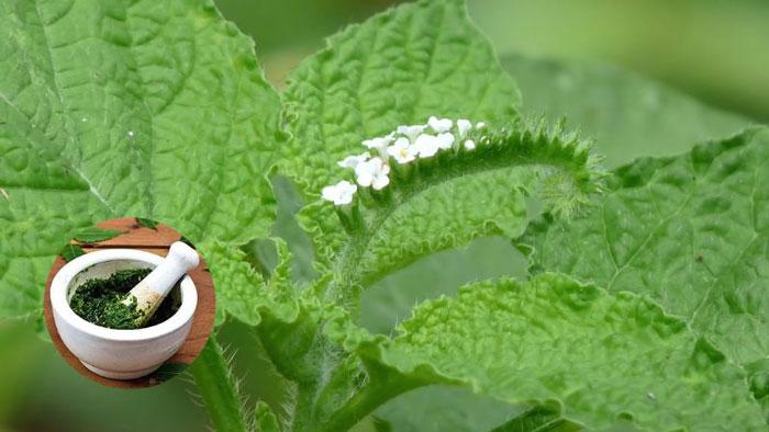 Cây vòi voi chữa viêm da cơ địa hiệu quả 